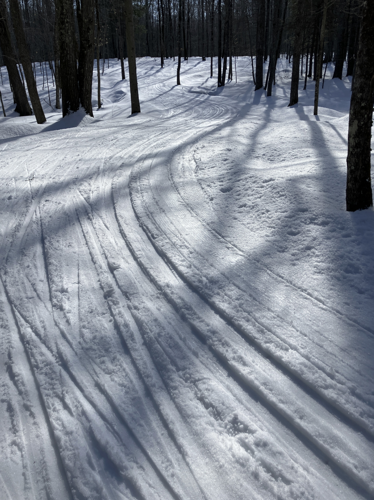 a photo of a cross country ski trail winding through the woods