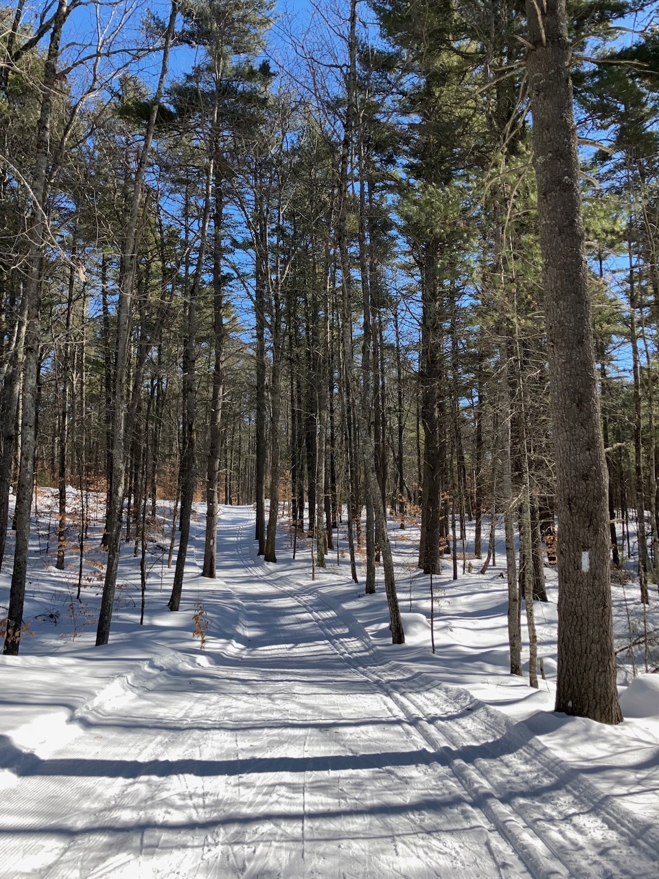 a photo of a cross country ski trail, skate lane on the left and classic tracks on the right, extending away from the foreground into woods