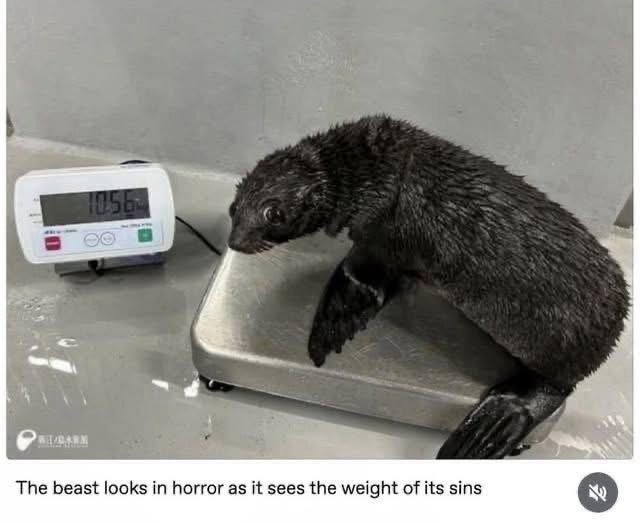 a small seal on a scale looking awkwardly to the camera