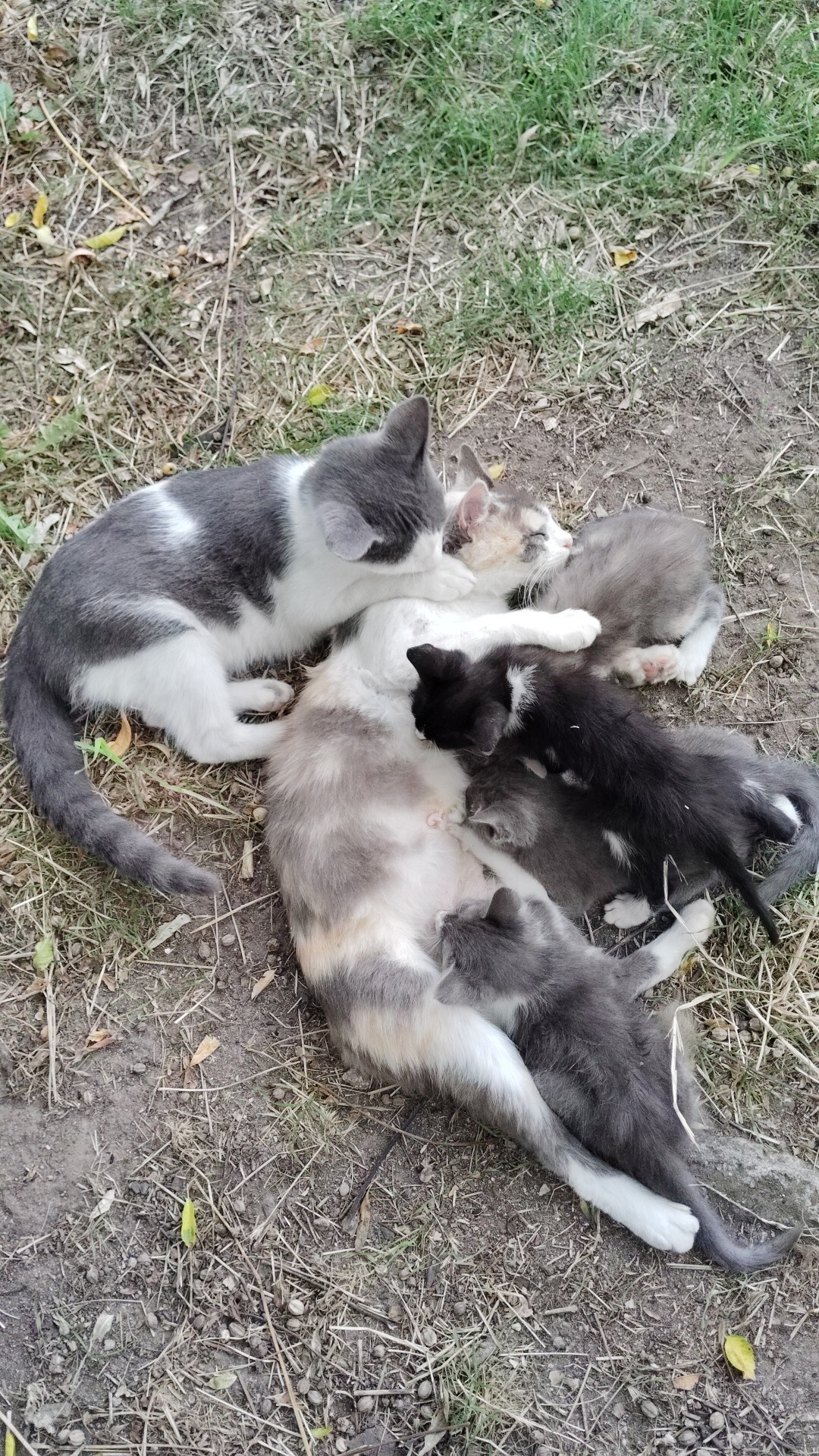 Photo of a mother cat feeding 4 kittens, and another cat with his front right paw on her neck, lying on grass