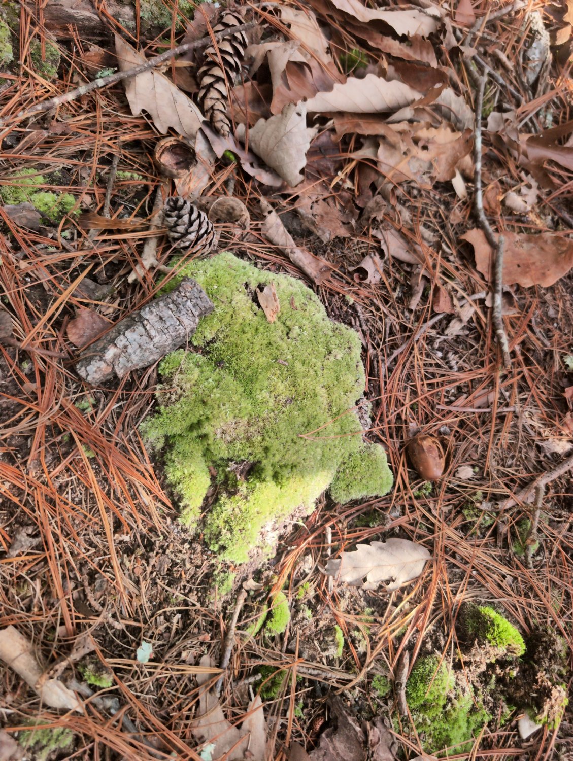 unidentified ~~lichen~~