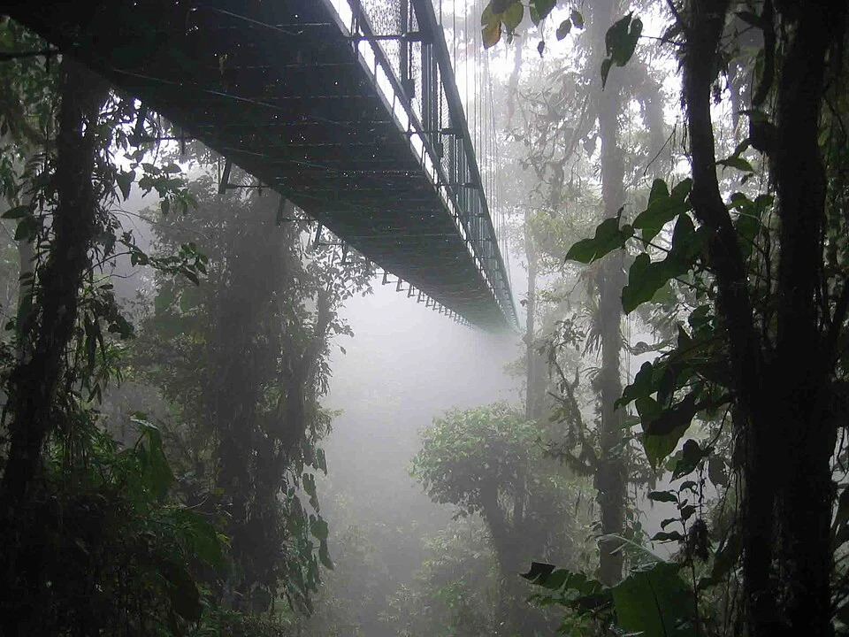A skywalk leading through a foggy forest